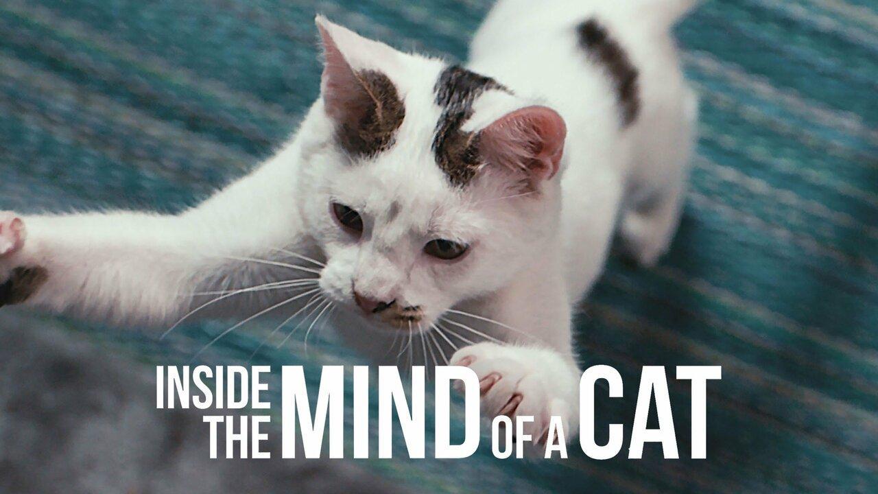 مشاهدة فيلم Inside the Mind of a Cat 2022 مترجم كامل HD