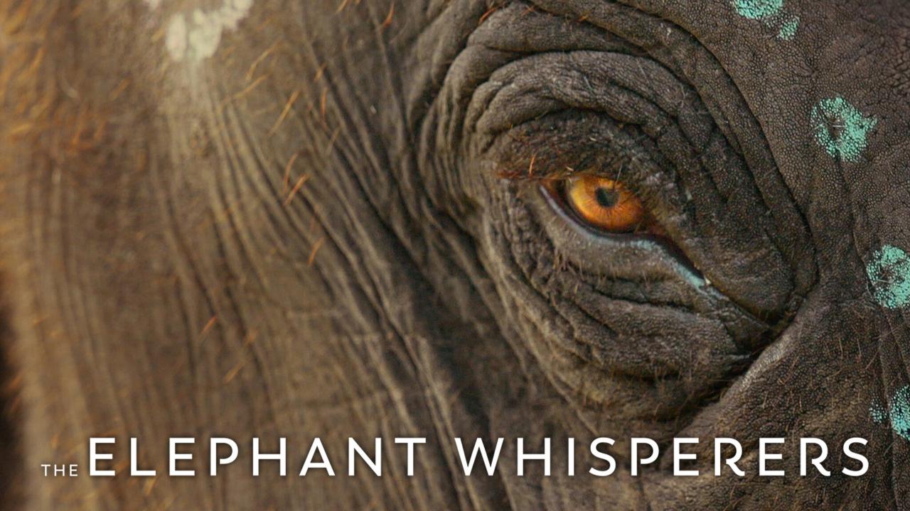 مشاهدة فيلم The Elephant Whisperers 2022 مترجم كامل HD